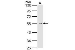 WB Image Sample (30 ug of whole cell lysate) A: Hela 10% SDS PAGE antibody diluted at 1:1000 (MEF2A antibody  (N-Term))
