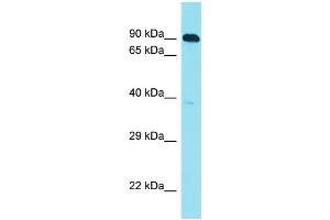 Host: Rabbit Target Name: C10orf120 Sample Type: HepG2 Whole Cell lysates Antibody Dilution: 1. (C10ORF120 antibody  (C-Term))