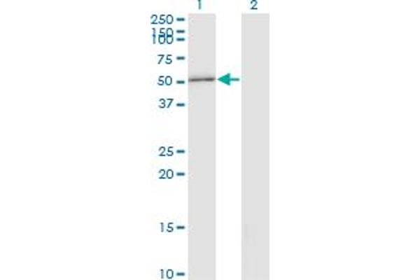 Double-stranded RNA-binding protein Staufen homolog 2 (STAU2) (AA 341-440) antibody