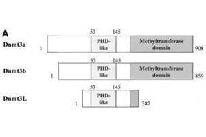 Image no. 2 for anti-DNA (Cytosine-5-)-Methyltransferase 3 Like (TRDMT1) (AA 152-164) antibody (ABIN129584) (DNMT3L antibody  (AA 152-164))