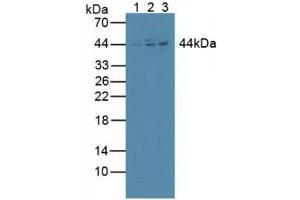 Figure. (Inhibitory Subunit of NF kappa B beta (AA 85-332) antibody)