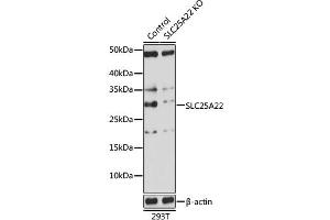 SLC25A22 antibody  (AA 128-188)