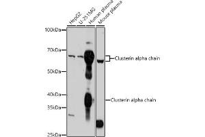 Western blot analysis of extracts of various cell lines, using Clusterin alpha chain antibody (ABIN6133478, ABIN6138757, ABIN6138759 and ABIN6217494) at 1:1000 dilution. (Clusterin antibody  (AA 220-449))