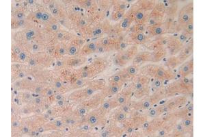 IHC-P analysis of Human Liver Tissue, with DAB staining. (Ephrin A5 antibody  (AA 21-203))