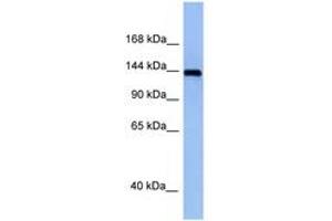 Image no. 1 for anti-TRAF2 and NCK Interacting Kinase (TNIK) (AA 921-970) antibody (ABIN6748041) (TNIK antibody  (AA 921-970))