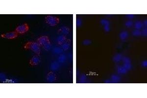 Expression of KV11. (KCNH2 antibody  (Extracellular))