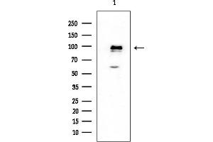anti-Bone Morphogenetic Protein/retinoic Acid Inducible Neural-Specific 1 (BRINP1) (Internal Region) antibody