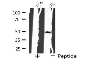 Western blot analysis of extracts from COS cells, using SH3GLB2 antibody. (SH3GLB2 antibody  (C-Term))