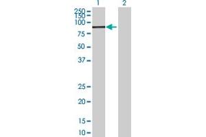 Western Blot analysis of FBXO30 expression in transfected 293T cell line by FBXO30 MaxPab polyclonal antibody. (FBXO30 antibody  (AA 1-745))