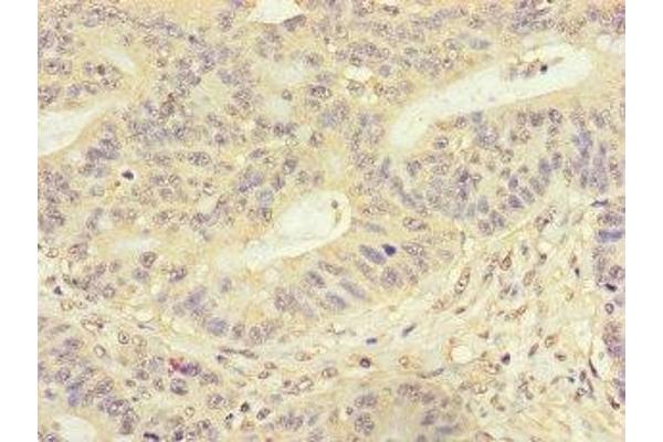 Formin-Like 3 antibody  (AA 2-212)