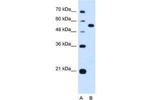 Western Blotting (WB) image for anti-Lectin, Mannose-Binding, 1 (LMAN1) antibody (ABIN2462990) (LMAN1 antibody)