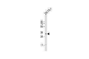 Anti-TAS2R50 Antibody (C-Term) at 1:1000 dilution + ZR-75-1 whole cell lysate Lysates/proteins at 20 μg per lane. (TAS2R50 antibody  (AA 198-222))