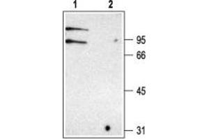 Western blot analysis of rat kidney membranes: - 1. (CLCNKB antibody  (C-Term, Intracellular))