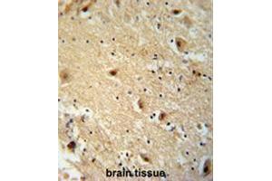 TBC14 antibody (Center) immunohistochemistry analysis in formalin fixed and paraffin embedded human brain tissie followed by peroxidase conjugation of the secondary antibody and DAB staining. (TBC1D14 antibody  (Middle Region))