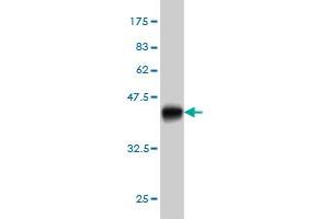 Western Blotting (WB) image for anti-beta-1,4-N-Acetyl-Galactosaminyl Transferase 1 (B4GALNT1) (AA 30-127) antibody (ABIN560989)