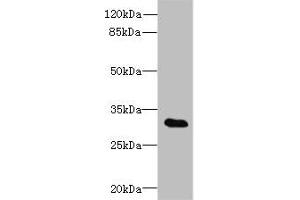 Western blot All lanes: TSGA13 antibody at 4 μg/mL + A549 whole cell lysate Secondary Goat polyclonal to rabbit at 1/10000 dilution Predicted band size: 32 kDa Observed band size: 32 kDa (TSGA13 antibody  (AA 1-275))