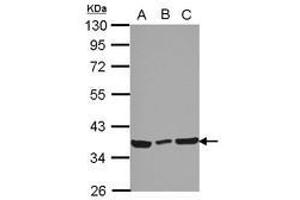Image no. 2 for anti-Coiled-Coil Domain Containing 50 (CCDC50) (AA 1-187) antibody (ABIN1497124) (CCDC50 antibody  (AA 1-187))