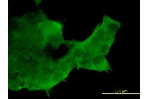 Immunofluorescence of purified MaxPab antibody to RBX1 on 293 cell. (RBX1 antibody  (AA 1-108))