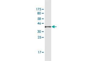 Western Blot detection against Immunogen (36. (KIF9 antibody  (AA 691-789))