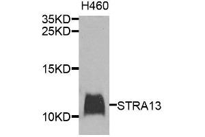 Western blot analysis of extracts of H460 cells, using STRA13 antibody (ABIN6003624) at 1/1000 dilution. (STRA13 antibody)