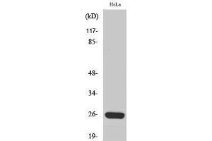 Western Blotting (WB) image for anti-Mitochondrial Ribosomal Protein S34 (MRPS34) (C-Term) antibody (ABIN3185684) (MRPS34 antibody  (C-Term))