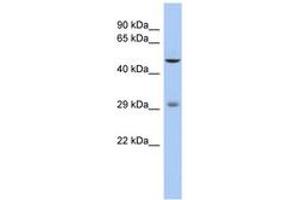 Image no. 1 for anti-Ladybird Homeobox 1 (Lbx1) (AA 71-120) antibody (ABIN6742319) (Lbx1 antibody  (AA 71-120))
