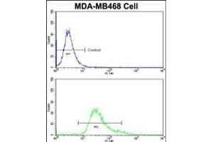 Flow cytometric analysis of MDA-M cells using HSP Antibody (Center)(bottom histogram) compared to a negative control cell (top histogram)FITC-conjugated goat-anti-rabbit secondary antibodies were used for the analysis. (BRISC and BRCA1 A Complex Member 1 (BABAM1) (AA 116-143) antibody)