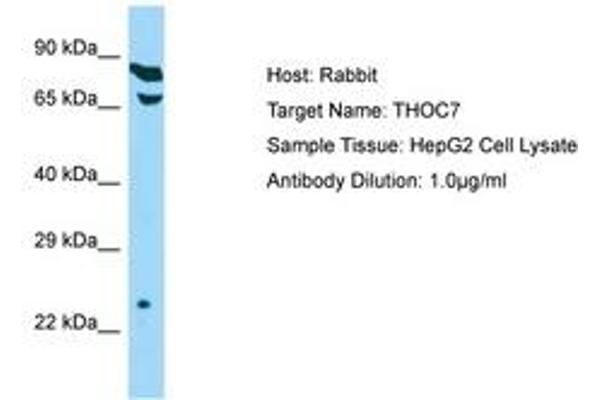 THOC7 antibody  (C-Term)