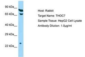 Image no. 1 for anti-THO Complex 7 (THOC7) (C-Term) antibody (ABIN6750143) (THOC7 antibody  (C-Term))
