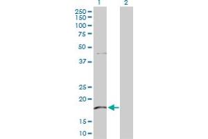 Western Blot analysis of KLRG1 expression in transfected 293T cell line by KLRG1 MaxPab polyclonal antibody.