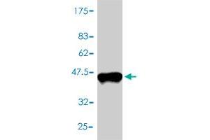 Western Blot detection against Immunogen (37. (TXN antibody  (AA 1-105))