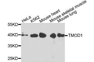 Western blot analysis of extracts of various cell lines, using TMOD1 antibody. (Tropomodulin 1 antibody  (AA 1-359))