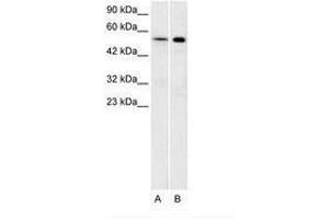 Image no. 1 for anti-Serotonin Receptor 1A (HTR1A) (N-Term) antibody (ABIN202484) (Serotonin Receptor 1A antibody  (N-Term))