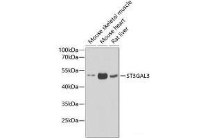 Western blot analysis of extracts of various cell lines using ST3GAL3 Polyclonal Antibody at dilution of 1:1000.