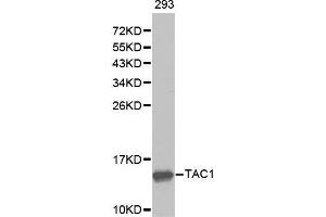 Western blot analysis of extracts of 293 cell lines, using TAC1 antibody. (TAC1 antibody  (AA 1-129))