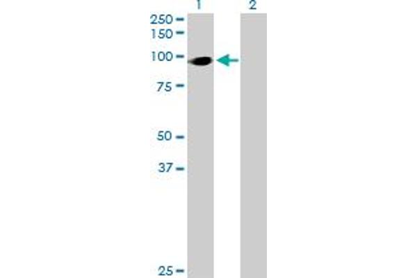 HIC2 antibody  (AA 1-615)