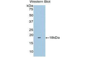 Western Blotting (WB) image for anti-Fibronectin Type III Domain Containing 5 (FNDC5) (AA 2-137) antibody (ABIN1171766) (FNDC5 antibody  (AA 2-137))