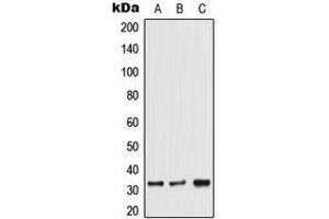 Western blot analysis of TRA2A expression in HeLa (A), Jurkat (B), 129Sv (C) whole cell lysates.