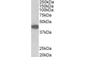 Western Blotting (WB) image for anti-Tribbles Homolog 1 (TRIB1) (Internal Region) antibody (ABIN2464940) (TRIB1 antibody  (Internal Region))
