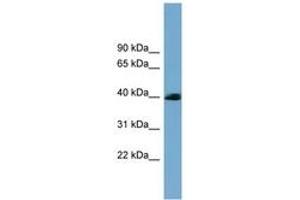 SASH3 antibody  (AA 35-84)