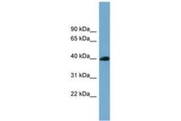 SASH3 Antikörper  (AA 35-84)