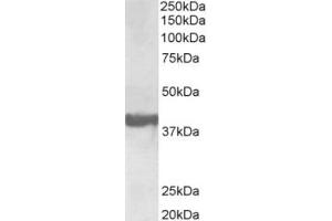Western Blotting (WB) image for anti-Endophilin-A1 (SH3G2) (Internal Region) antibody (ABIN2465151) (SH3G2 antibody  (Internal Region))