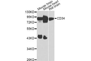 Western blot analysis of extracts of various cell lines, using CD34 Antibody (ABIN4903192) at 1:1000 dilution. (CD34 antibody)