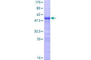 NOP56 Protein (AA 1-174) (GST tag)