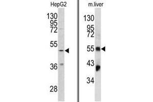 Image no. 1 for anti-Fibrinogen gamma Chain (FGG) (Chain gamma), (N-Term) antibody (ABIN452999) (FGG antibody  (Chain gamma, N-Term))