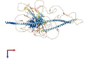 Mitogen-Activated Protein Kinase 8 Interacting Protein 3 (MAPK8IP3) (AA 1-1337) protein (His tag)