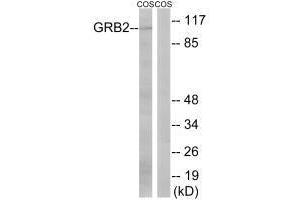 Western blot analysis of extracts from COS cells, using GRB2 (Ab-159) antibody.