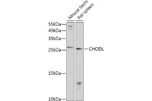 Western blot analysis of extracts of various cell lines, using CHODL antibody (ABIN7266349) at 1:1000 dilution. (CHODL antibody  (AA 110-210))