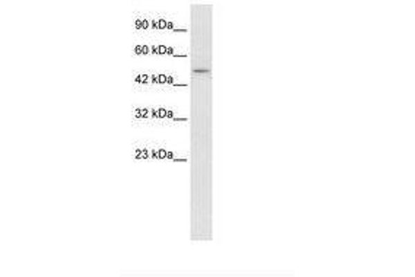 ZBTB47 antibody  (AA 392-441)