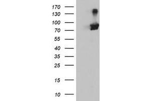 Western Blotting (WB) image for anti-Arginyl Aminopeptidase (Aminopeptidase B) (RNPEP) antibody (ABIN1500729) (RNPEP antibody)